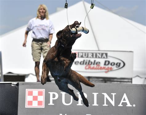 Purina Incredible Dog Challenge in Atlanta | Doggies.com Dog Blog