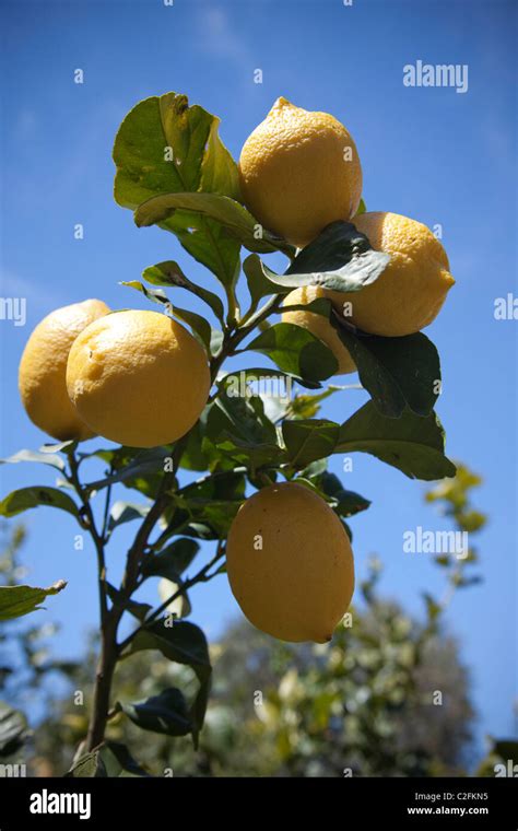 Sicily lemon trees Fotos und Bildmaterial in hoher Auflösung Alamy