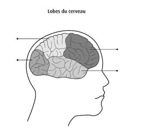 Lobes Du Cerveau Diagram Quizlet