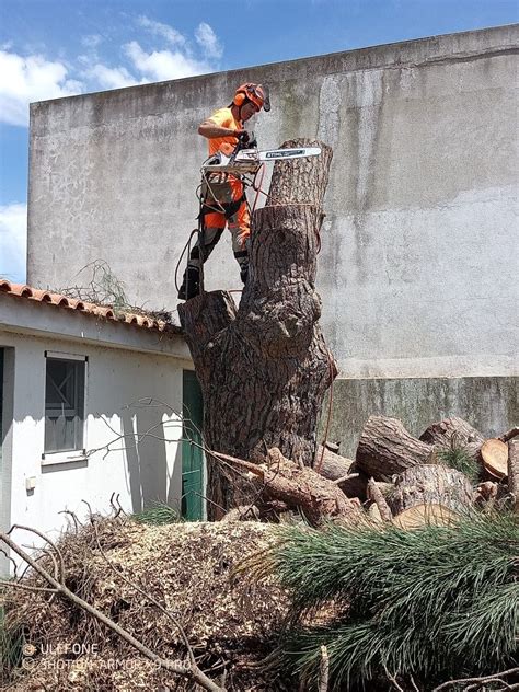 Corte E Poda Da árvores Ericeira • Olx Portugal