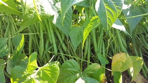 Haricots Verts De La Ferme Au Potager De B Cheret