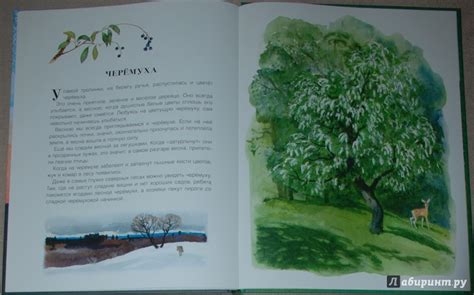 Книга: Русский лес - Иван Соколов-Микитов. Купить книгу, читать ...