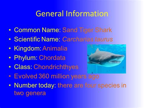 Tiger Shark Classification Chart