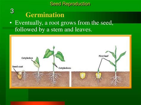 Ppt Seedless Reproduction Chapter 4 Powerpoint Presentation Free