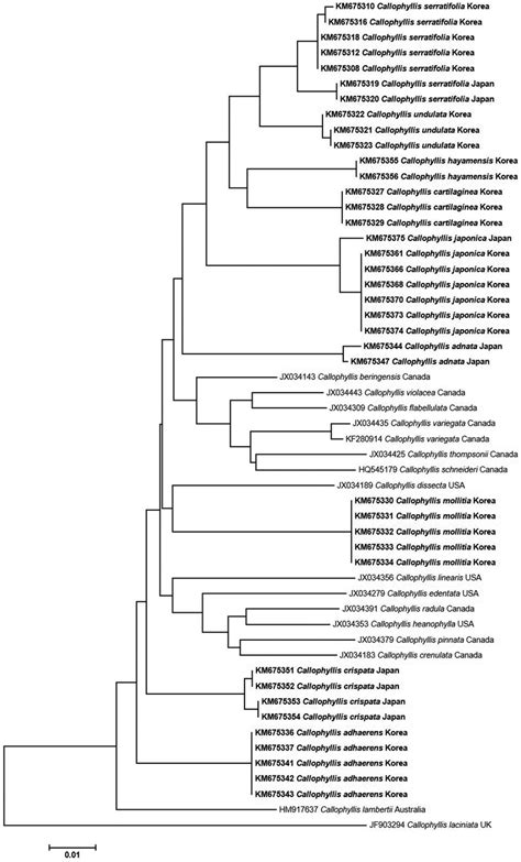 Unrooted Phylogram Generated Using Neighbor Joining Analysis From The