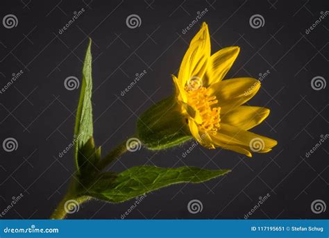 Heart Leaved Arnica Arnica Cordifolia Stock Image Image Of Medicine