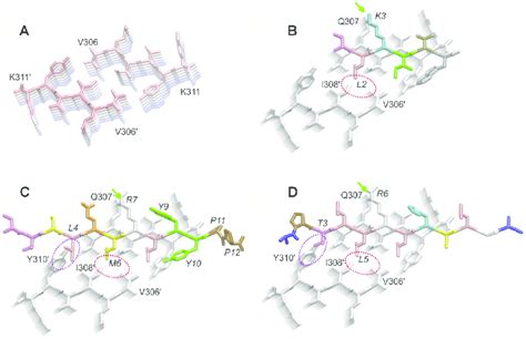 Structure Of The Tau Fibril And Binding Mode Of Different D Peptides