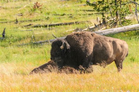 American Bison Lying Down Stock Photos Pictures And Royalty Free Images