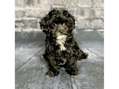 Maltipoo Puppies - Petland Chillicothe, Ohio