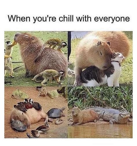 Pin by Elaine Herman on thinky thoughts | Funny animals, Animal memes ...
