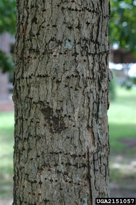 Swamp Chestnut Oak Quercus Michauxii