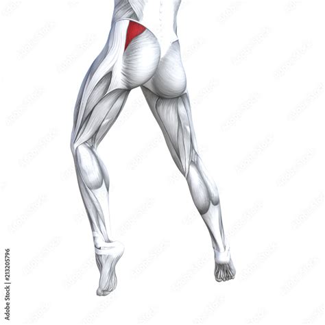 Concept conceptual 3D illustration fit strong back upper leg human ...
