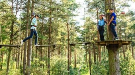 Enjoy family activities at Haldon Forest Park| VisitEngland