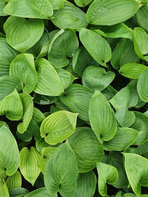Hosta 'Purple Heart' | Buy Well Established Hosta | Proctors Nursery