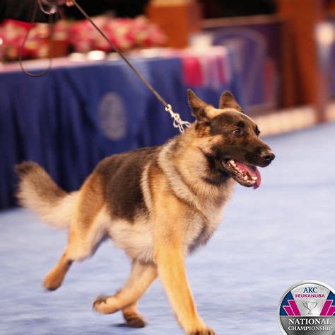 27 AKC / Eukanuba dog show ideas | dog show, akc, national championship