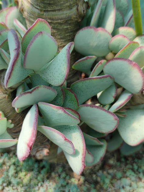 Crassula Arborescens Succulentes Et Jolies Plantes