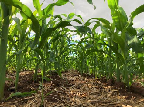 Uso de herbicidas pré emergentes no controle de plantas daninhas em