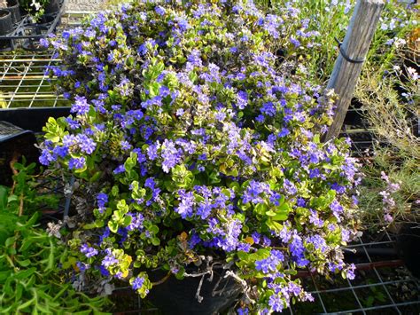 Australian Native Shrub With Purple Flowers Australian Natives For Small Gardens Austraflora