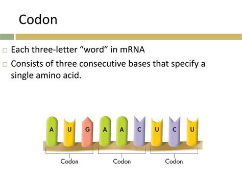 PPT 1 Review How Does A Cell Interpret The Genetic Code Explain What