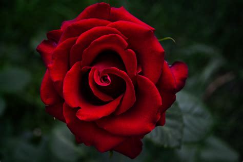 Red Rose Macro Wallpapers Wallpaper Cave