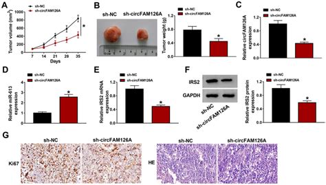 Knockdown Of Circfam A Inhibited Tumor Growth In Vivo A B The