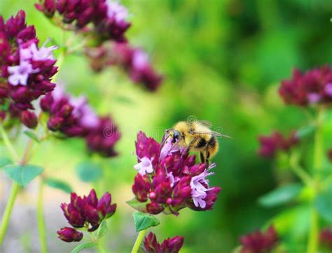 The Beautiful Honey Bee On The Meadow Of Wildflowers Stock Photo