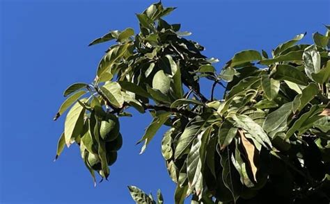 Bacon Avocado Grow Guide - Tropical Tree Guide