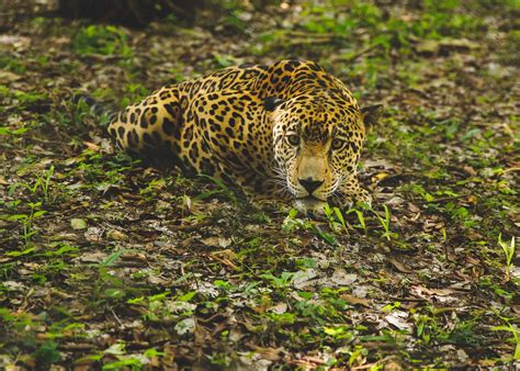 Impresionante La Belleza Del Rey De La Selva Guatemalteca Cada