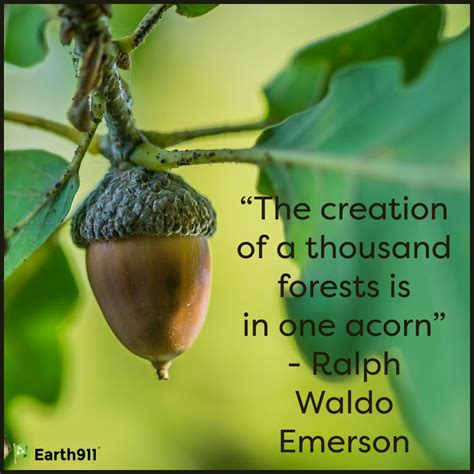 Earth Inspiration A Thousand Forests In One Acorn Earth