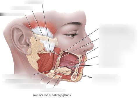 Salivary Glands Diagram Quizlet