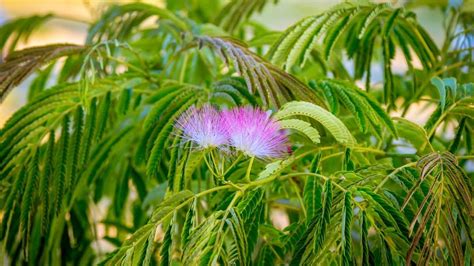 Growing Mimosa Hostilis Indoors - Indoor Garden Tips