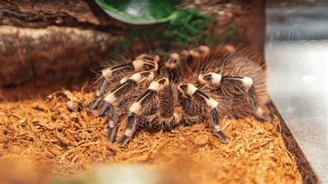 Pet Tarantula A Comprehensive Guide For Potential Owners Memfish Dot Net