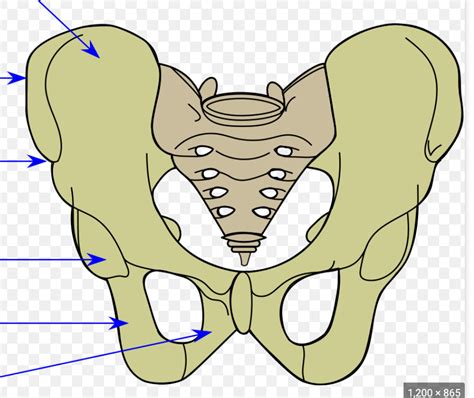 Ilium Ishium And Pubis Diagram Quizlet