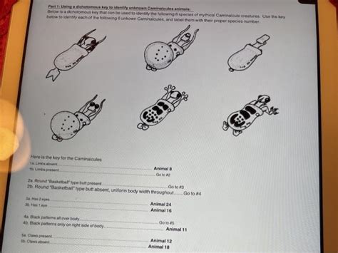 Solved Part I Using A Dichotomous Key To Identify Unknown