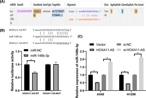 Hoxa As Acted As A Cerna For Mir B P A The Binding Sites