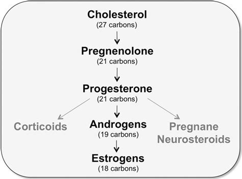 Sex Steroid Hormones Matter For Learning And Memory Estrogenic Regulation Of Hippocampal