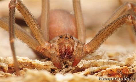 Violin Spider Brown Recluse Female Lets Have A Closer Flickr