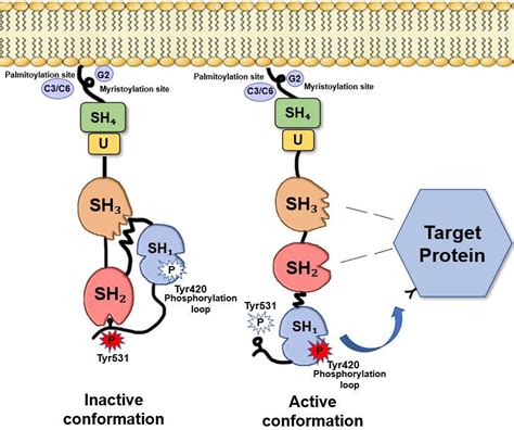 Fyn Structure The Sh Domain Is A Membrane Targeting Domain