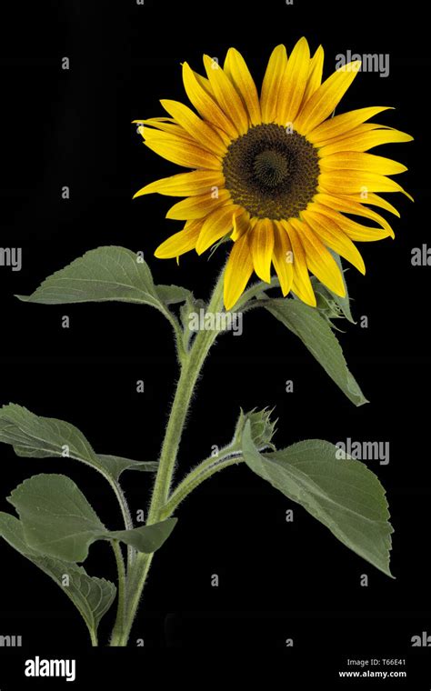 Sunflower Helianthus Annuus Stock Photo Alamy