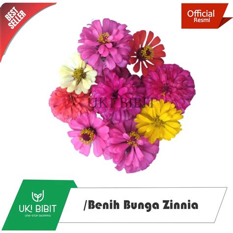 Jual Butir Benih Bunga Zinnia Mix Dahlia Kembang Kertas