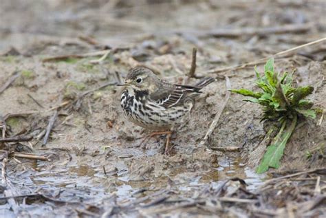 Pacifische Waterpieper Siberian Buff Bellied Pipit Anthus Rube Stock