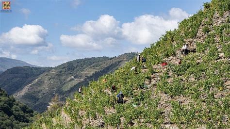 Ribeira Sacra la D O que consigue más Gran Medallas de Oro en el