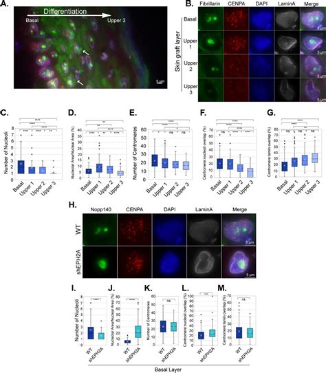 Primary Skeletal Muscle Cells Atcc Bioz