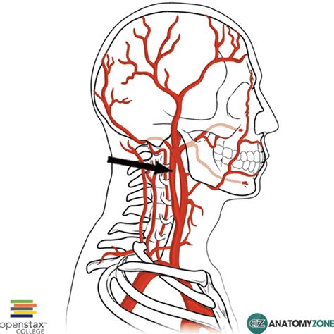 Internal Carotid Artery • Cardiovascular • AnatomyZone