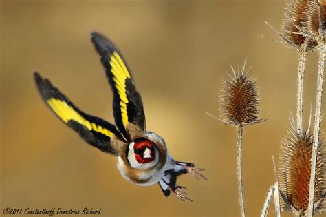 Carduelis carduelis by RichardConstantinoff on DeviantArt