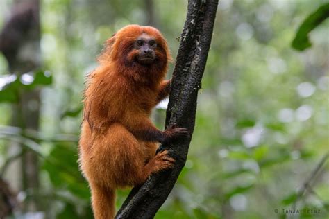 Lion Tamarin Monkey - Information | Endangered - Primates Park