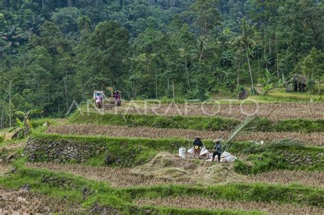 POTENSI KENAIKAN PRODUKSI BERAS NASIONAL ANTARA Foto