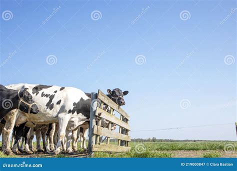 Cows And Gate Cattle Waiting To Go To The Milking Parlour To Be Milked Waiting In The Field