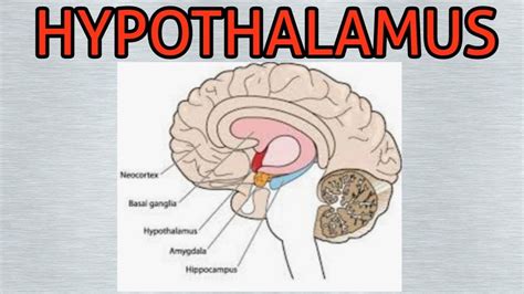 Hypothalamus Function And Location