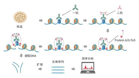 客户文献分享 IF 8 022蓝莓类外泌体囊泡及其富集的miRNA跨界调控人源基因功能分析 技术专题 金开瑞